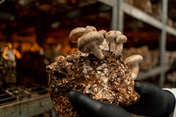 hand holding a block of growing mushrooms in a cultivation environment showcasing two mushrooms emerging from the substrate